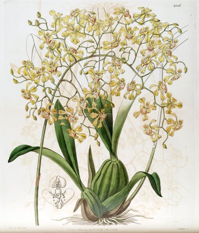 Oncidium deltoideum - Miss Drake